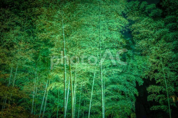 竹林のイメージ４ ささ,ささのは,イベントの写真素材