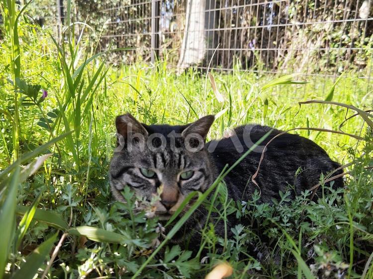 草むらの中の猫 猫,ネコ,地域猫の写真素材