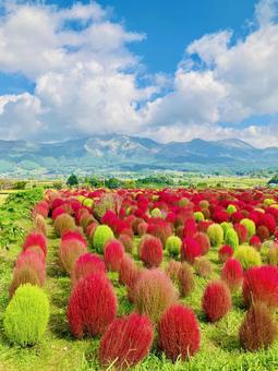 空とコキア畑の写真