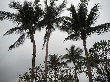 冬の寒空に揺れるヤシの木 冬の寒空に揺れるヤシの木 ヤシ,ヤシの木,寒いの写真素材
