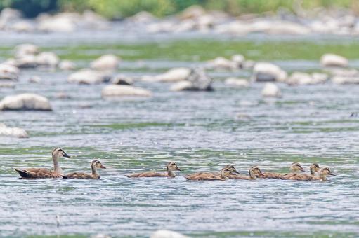 Photo, cargamo, light duck, summer duck, 