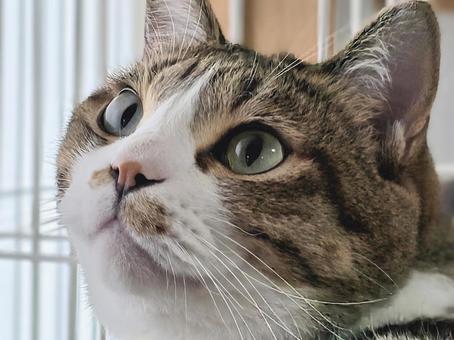 Cat relaxing in a cage, JPG Cat relaxing in a cage, JPG