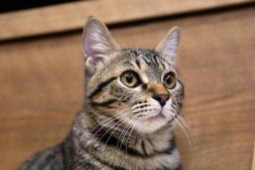 今日の晩御飯は何かなと考えている猫 猫,子猫,キジトラの写真素材