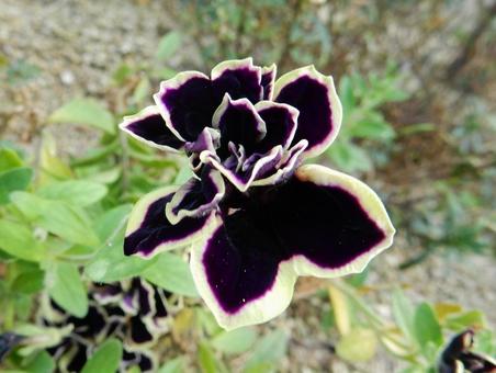 【花の写真】ベチュニア ペチュニア,衝羽根朝顔,植物の写真素材