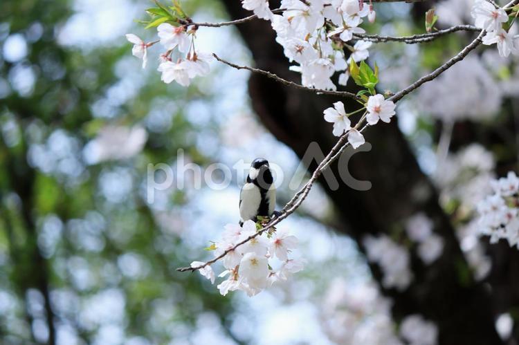 桜とシジュウカラ サクラ,春,さくらの写真素材