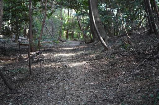 山道・登山の写真
