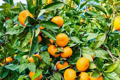 温州みかん みかん,蜜柑,果物の写真素材