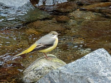 キセキレイ キセキレイ,野鳥,鳥の写真素材