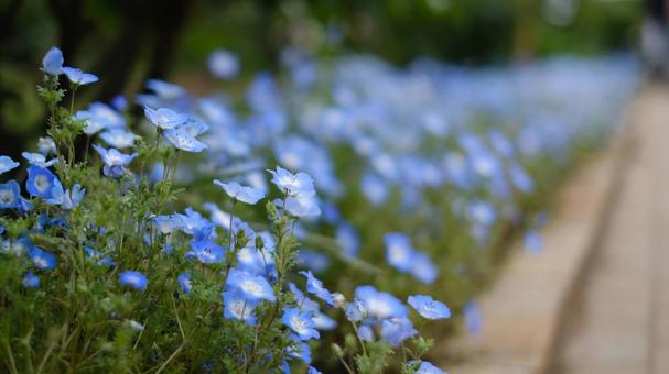 春の花ネモフィラ 春の花ネモフィラの写真