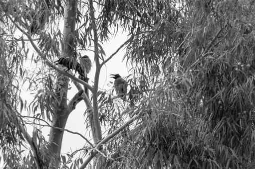 Monochrome eucalyptus and crows, JPG Monochrome eucalyptus and crows, JPG
