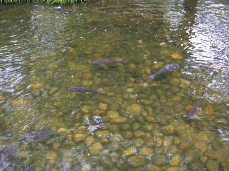 池の鯉 公園,鯉,池の写真素材