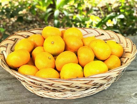 カゴに入ったみかん みかん,蜜柑,温州みかんの写真素材