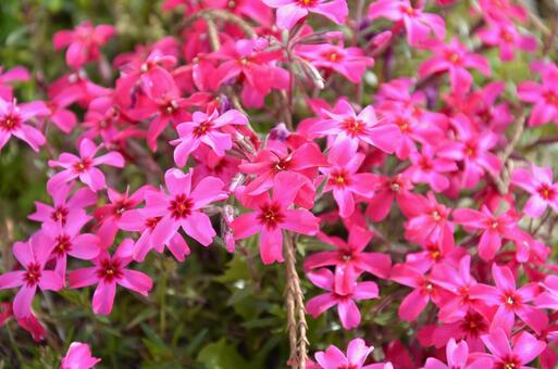 画面いっぱいに咲き誇る濃いピンクの芝桜 芝桜,シバザクラ,花の写真素材