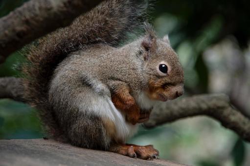 ニホンリス1 ニホンリス1 リス,ニホンリス,小動物の写真素材