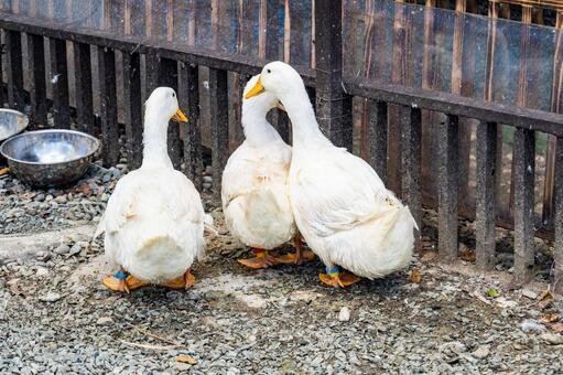 北海道 動物園のアヒル  アヒル,家鴨,白の写真素材