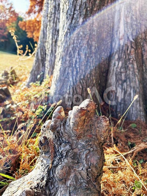 木の根のクローズアップ 木の根,根,根っこの写真素材