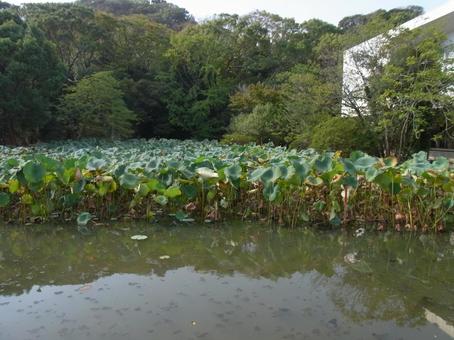 鶴岡八幡宮・ハスの刈り込み途中の平家池 鶴岡八幡宮・ハスの刈り込み途中の平家池 池,水辺,水場の写真素材