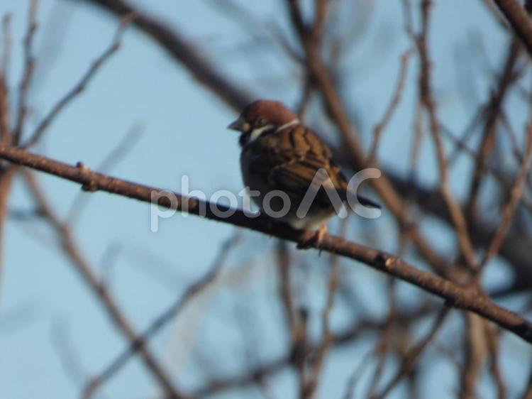 近所の小川で撮ったスズメ 鳥,野鳥,自然の写真素材