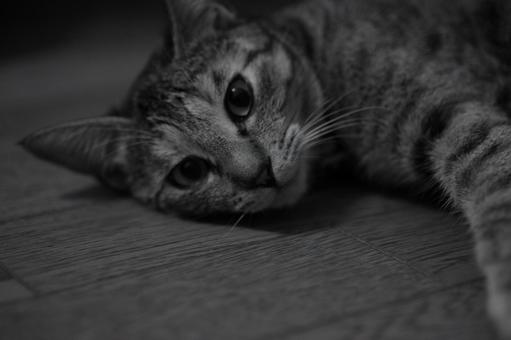 猫 猫の写真