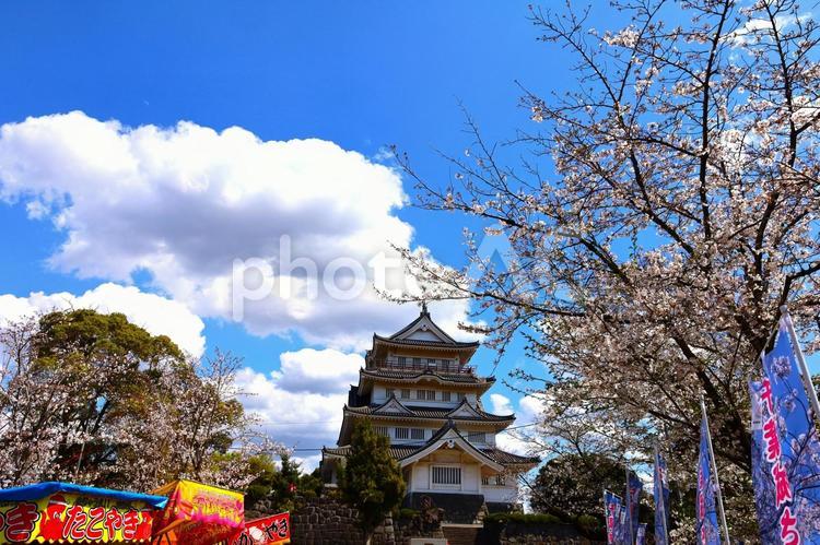 千葉城さくら祭りの春景色（亥鼻公園） 千葉城さくら祭り,桜,千葉城の写真素材