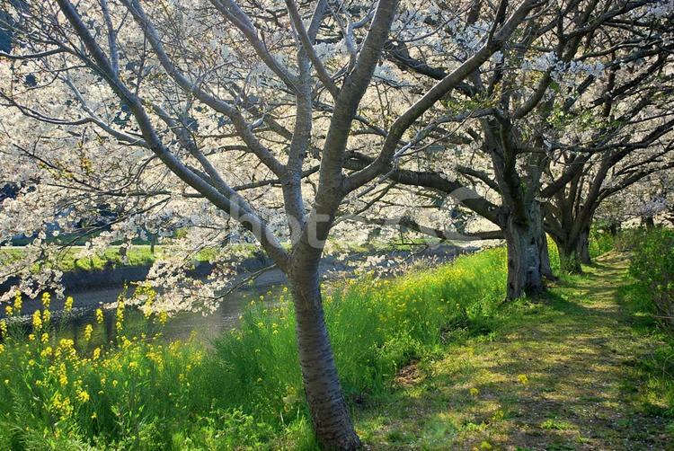 陽だまりの桜並木 春,桜,サクラの写真素材