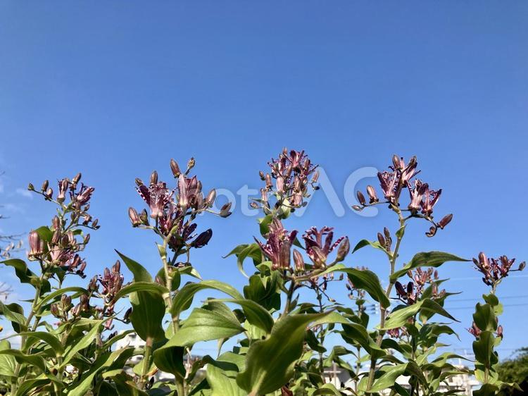ホトトギスの一種の花 ホトトギス,花,蕾の写真素材