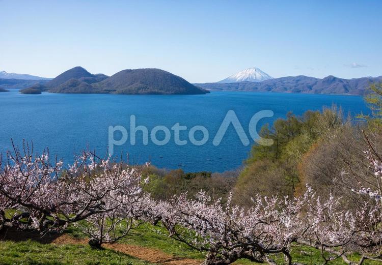 梅の花咲く洞爺湖 すごい,ピンク,全盛期の写真素材