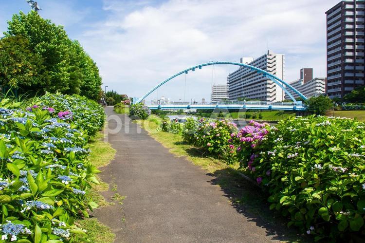 紫陽花咲く旧中川河川敷とふれあい橋 紫陽花,旧中川,ふれあい橋の写真素材