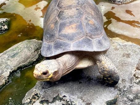 カメ カメ カメ,キアシガメ,亀の写真素材