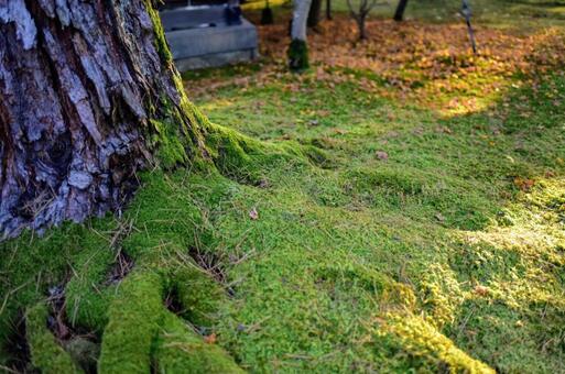 木の根元に生える苔 木の根元に生える苔の写真