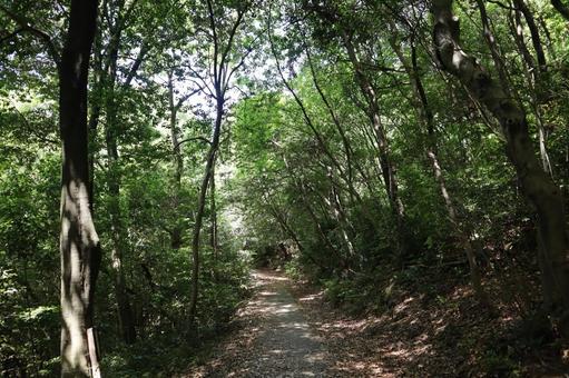 こもれ陽と緑の木々のトンネルの森と遊歩道 こもれ陽,緑,木々の写真素材
