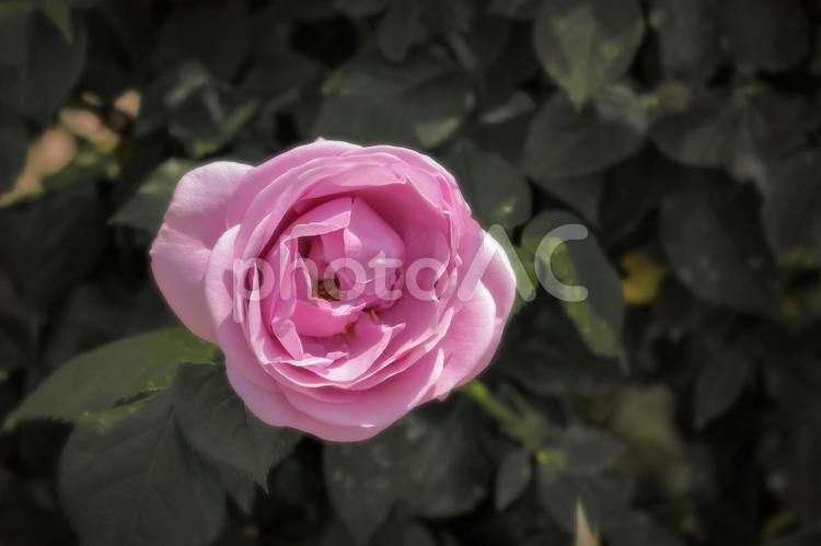 美しい薄紫の一輪の薔薇 植物,花,薔薇の写真素材