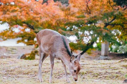 私の自慢のポーズです 鹿,動物,哺乳類の写真素材