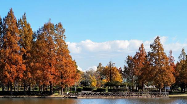 秋の水元公園・水辺の紅葉（東京都葛飾区）の写真