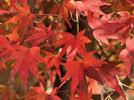 赤く染まったもみじ② モミジ,自然,秋の写真素材