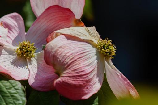 ハナミズキの蕊 ハナミズキの蕊 ハナミズキ,花水木,アメリカヤマボウシの写真素材