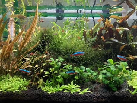 水草水槽 水草水槽 熱帯魚,ネオンテトラ,水草水槽の写真素材