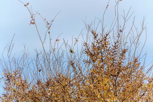 A white-eye standing in a clear sky, JPG