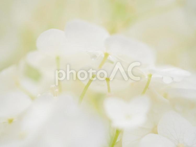 明るいイメージのあじさいクローズアップ あじさい,白い紫陽花,花の写真素材