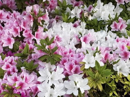 春の花 春の花の写真