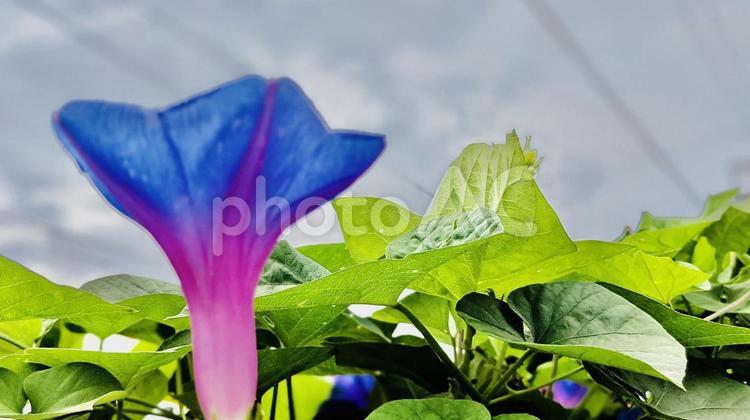 夏休みの朝のイメージ 日本,朝顔,和風の写真素材