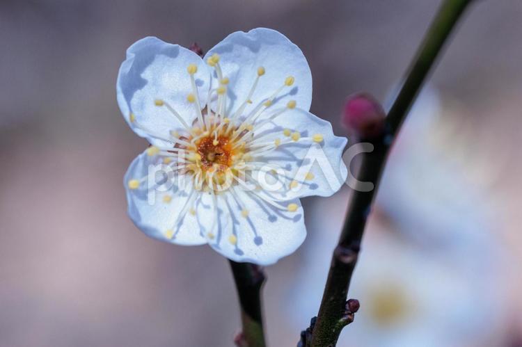 春を告げる白い梅の花 梅,梅の花,白梅の写真素材