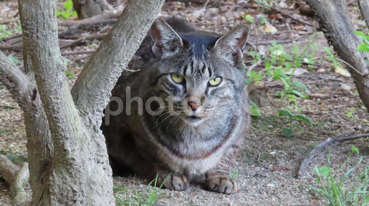 カメラ目線が可愛いモフモフな猫様 猫,キジトラ,カメラ目線の写真素材