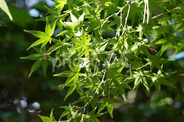 5月のもみじ 葉,葉っぱ,もみじの写真素材