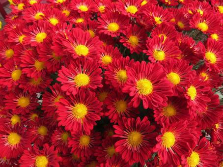 背景用菊の花 菊,小菊,秋の写真素材