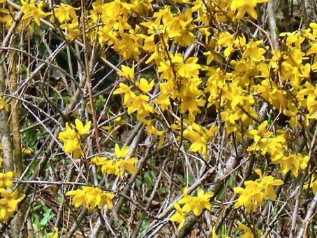 Photo, forsythia, yellow flowers, a tightly, 