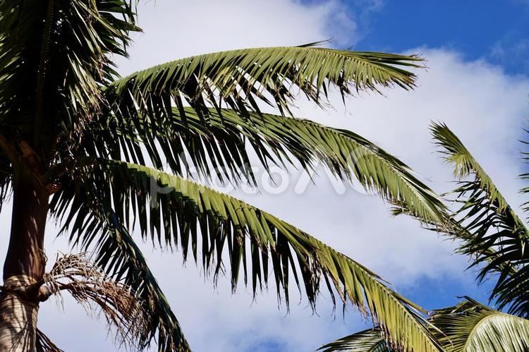 沖縄県宮古島　ヤシの木の風景 沖縄,宮古島,自然の写真素材
