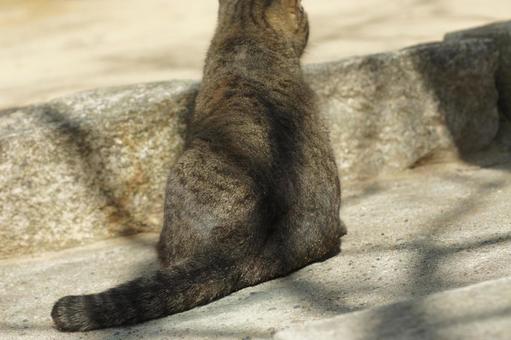cat, JPG