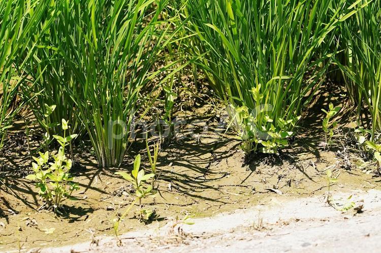 稲の生育状況　イメージ素材 米,新米,苗の写真素材