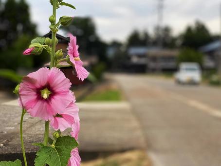 タチアオイの咲く町 タチアオイの咲く町の写真